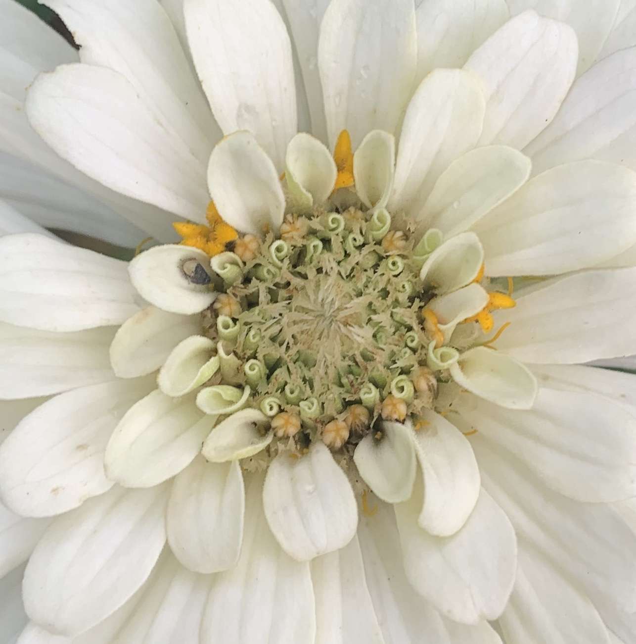 Closeup image of a white flower - photo by Amy Dixon Blackmon
